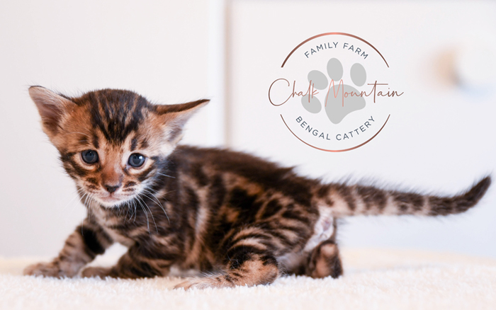 Bengal kitten for sale